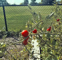 tomato