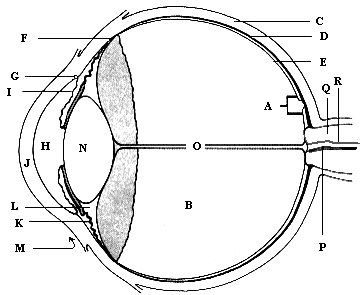 Drawing showing parts of eye