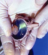 Photo of dissected cow eye