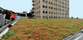 Photo of workers outfitting the Downtown Campus with green roofs.