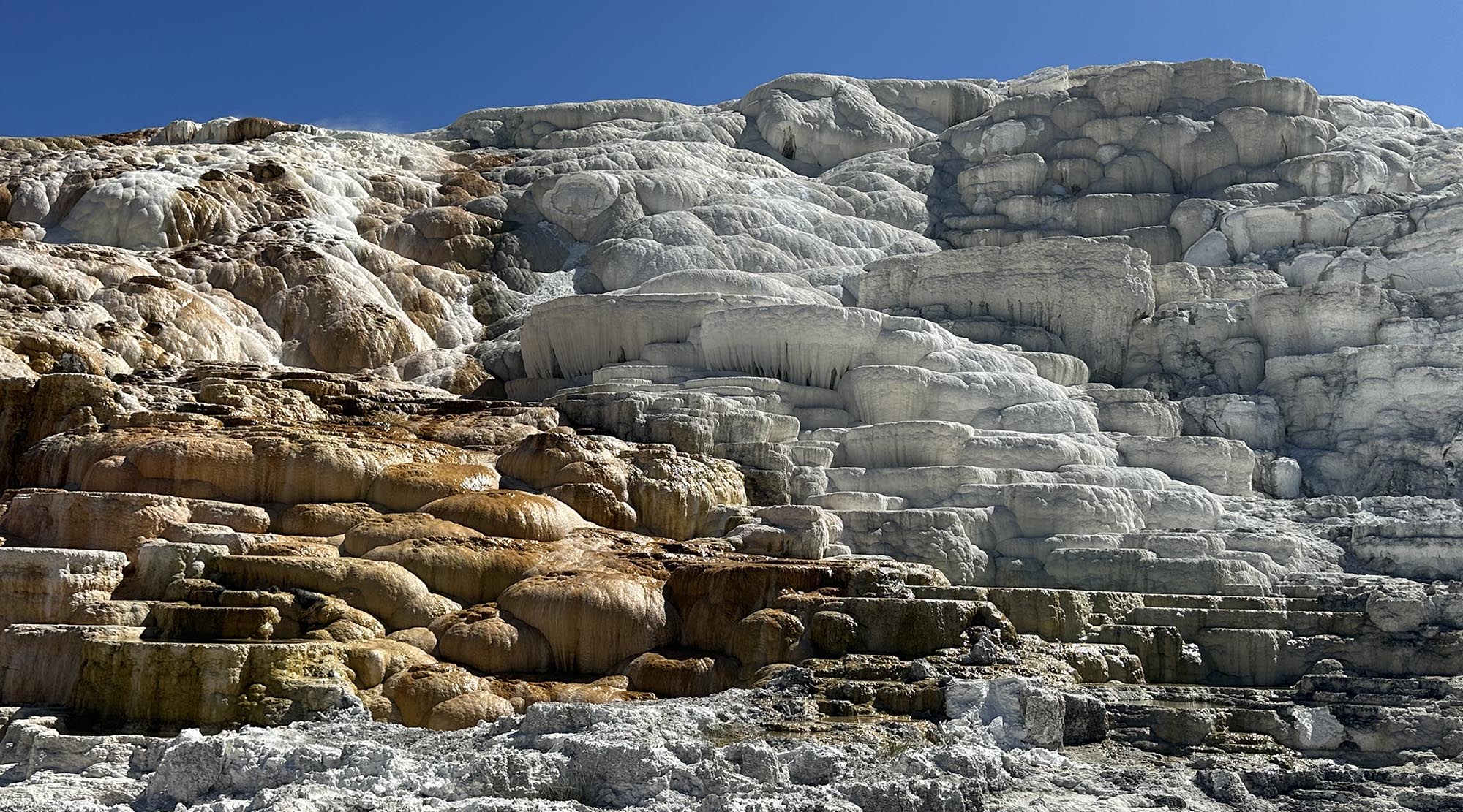 A broad landscape photograph of Yellowstone’s Mammoth Hot Springs, showing layered white, cream, and brown travertine terraces cascading down a hillside beneath a clear deep-blue sky.