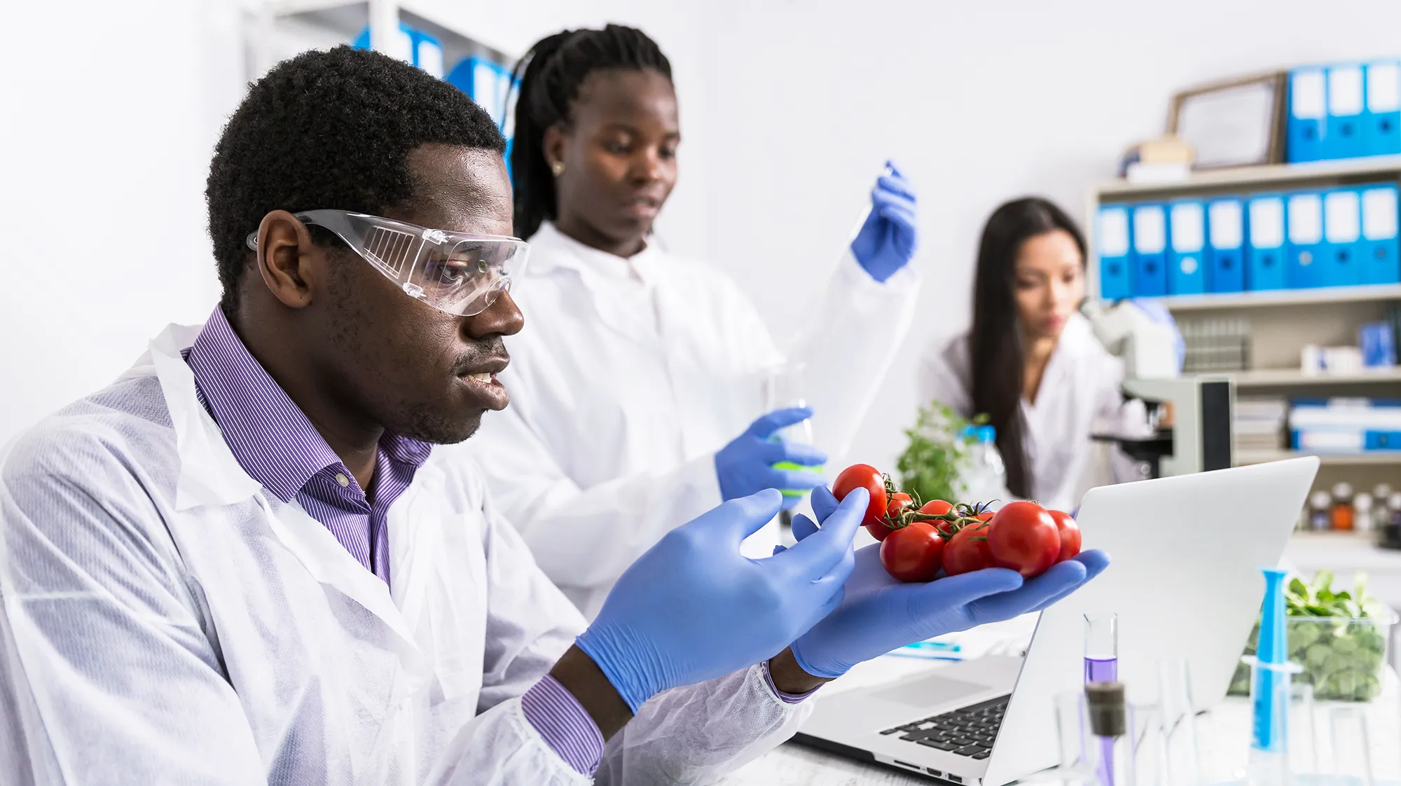 Food scientists in a lab examine tomatoes