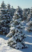 Christmas tree farm in snow