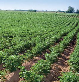 Crop field