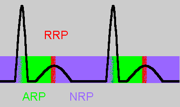 Image of refractory period chart