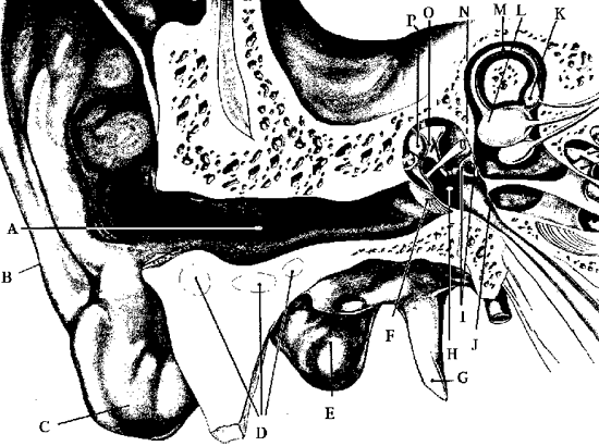 Anatomical drawing of inner ear