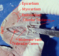 dissected heart showing labeled locations
