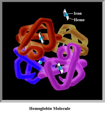 Illustration of a Hemoglobin Molecule