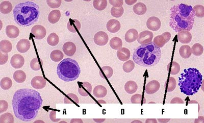 Graphic showing various cell types