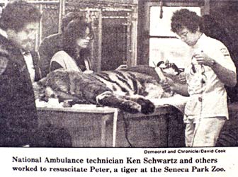 paramedic helping during tiger surgery