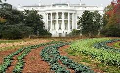 Vegetable garden on grounds of White House in Washington, D.C.