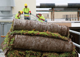 Photo of workers outfitting the Downtown Campus with green roofs.