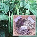 A selection of seeds shown next to some plant greens