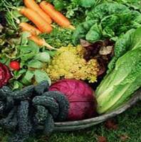 Container of freshly harvested vegetables including red cabbage, carrots, cucumbers, radishes and broccolini