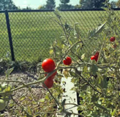 Tomatoes on a vine in a garden
